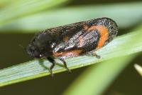 Haematoloma dorsata
