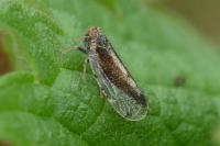 Tachycixius pilosus