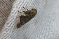 Aphrophora alni