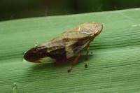 Aphrophora alni