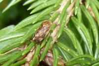 Philaenus spumarius