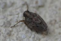 Issus coleoptratus