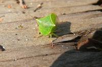 Stictocephala alta