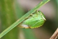 Stictocephala alta