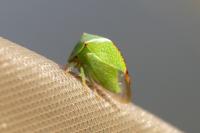 Stictocephala alta