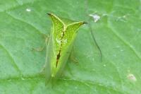 Stictocephala alta