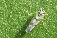 Eupteryx atropunctata