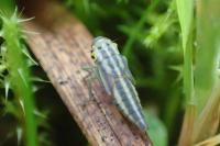 Cicadella viridis