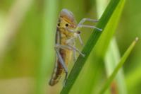Cicadella viridis