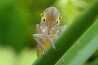 Cicadella viridis