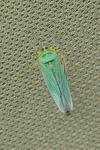 Cicadella viridis