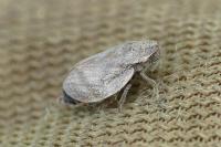 Lepyronia coleoptrata