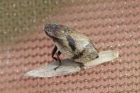 Lepyronia coleoptrata