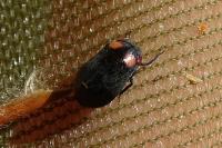 Penthimia nigra