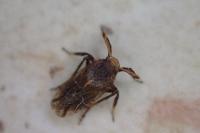 Asiraca clavicornis