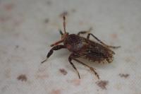 Asiraca clavicornis
