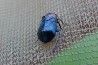 Penthimia nigra
