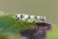 Eupteryx