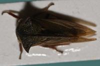 Centrotus cornutus