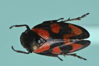 Cercopis vulnerata