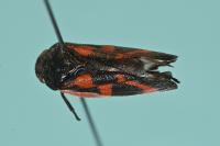 Haematoloma dorsata