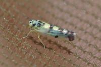 Eupteryx