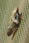 Aphrophora alni