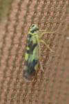 Eupteryx