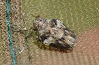 Issus coleoptratus