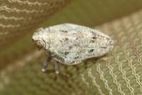 Issus coleoptratus