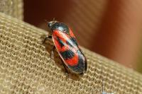 Haematoloma dorsata