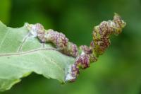 Psyllopsis