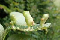 Tetraneura ulmi