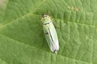 Cicadella viridis