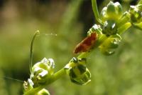 Philaenus spumarius
