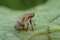 Lepyronia coleoptrata