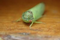 Iassus lanio