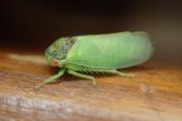Iassus lanio