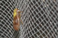Oncopsis tristis