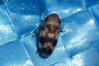 Anoscopus serratulae