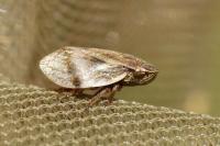 Lepyronia coleoptrata