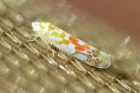 Typhlocyba quercus