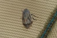 Lepyronia coleoptrata