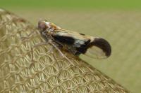 Euides speciosa