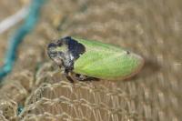 Tettigometra laeta