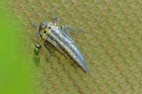 Cicadella viridis