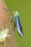 Cicadella viridis
