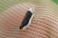 Philaenus spumarius