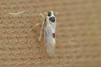 Laodelphax striatellus