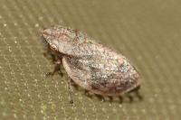 Lepyronia coleoptrata